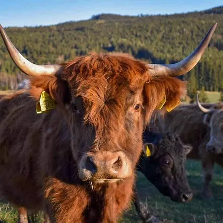 S Vyhledem Do Udoli Frymburk, Nahlov Prázdninový dům Frymburk